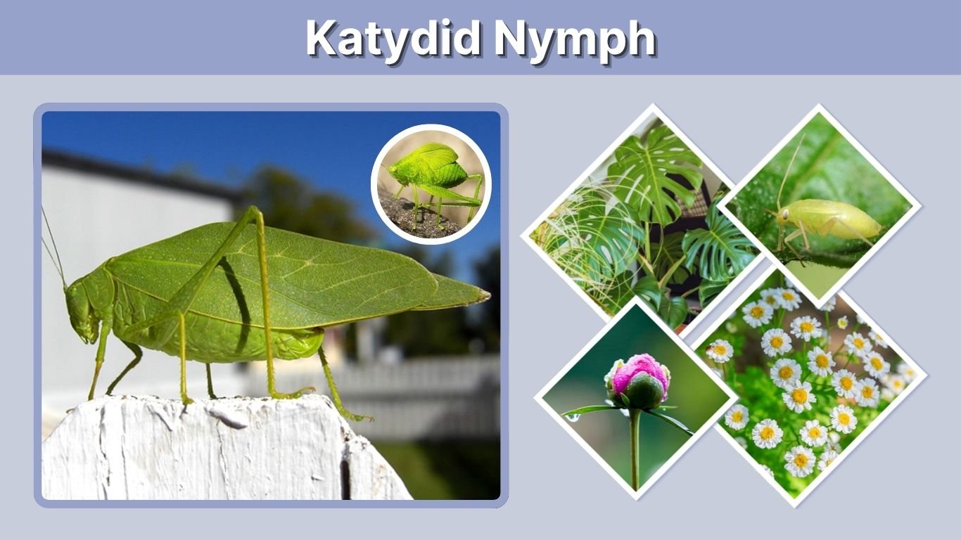 Katydid Nymph: Identification, Diet, Growth, and Life Cycle