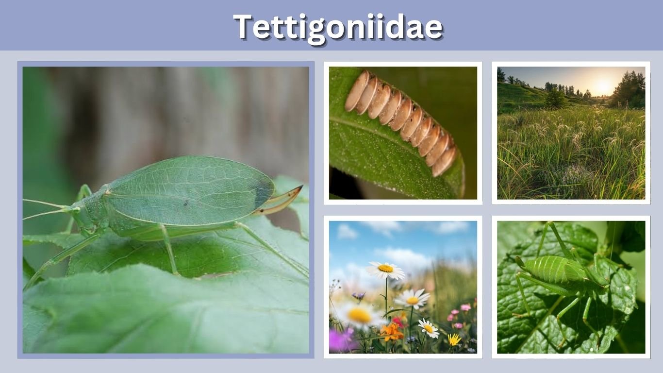 Tettigoniidae: Katydid Identification, Diet & Life Cycle