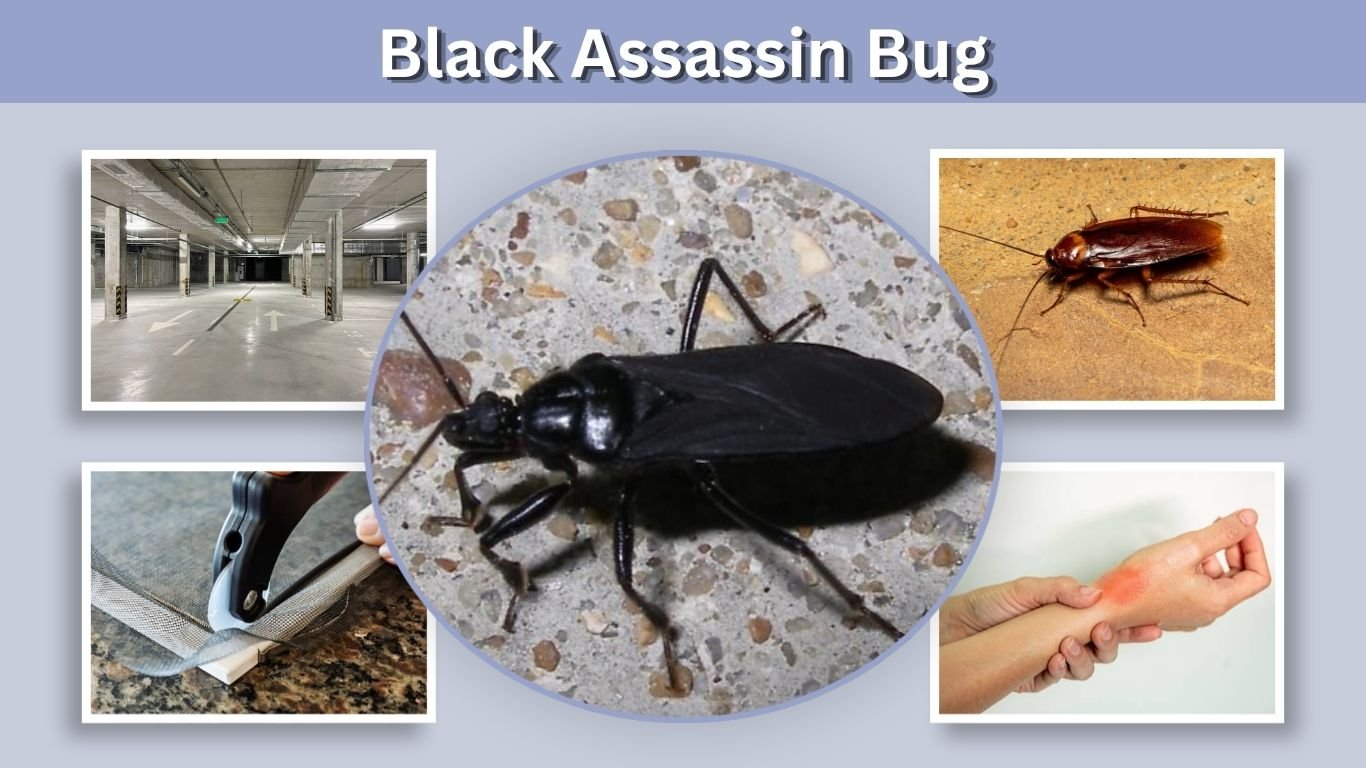 Black Assassin Bug: Identification, Bite and Nymph Facts