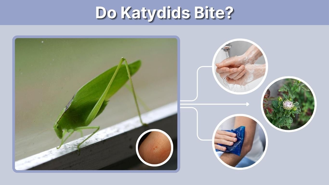 Do Katydids Bite? Symptoms, Pain and Safety Facts