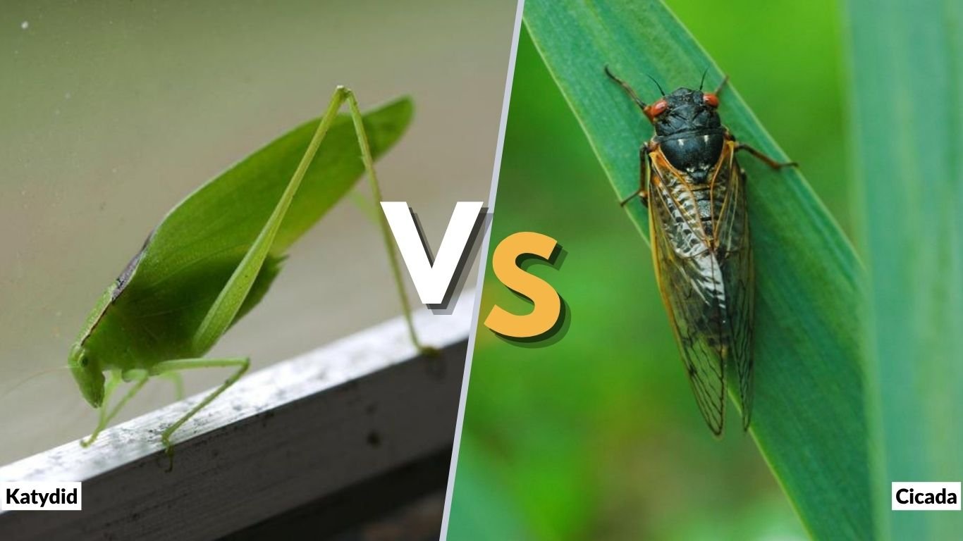 Katydid vs Cicada: Differences in Sound, Looks & Behavior