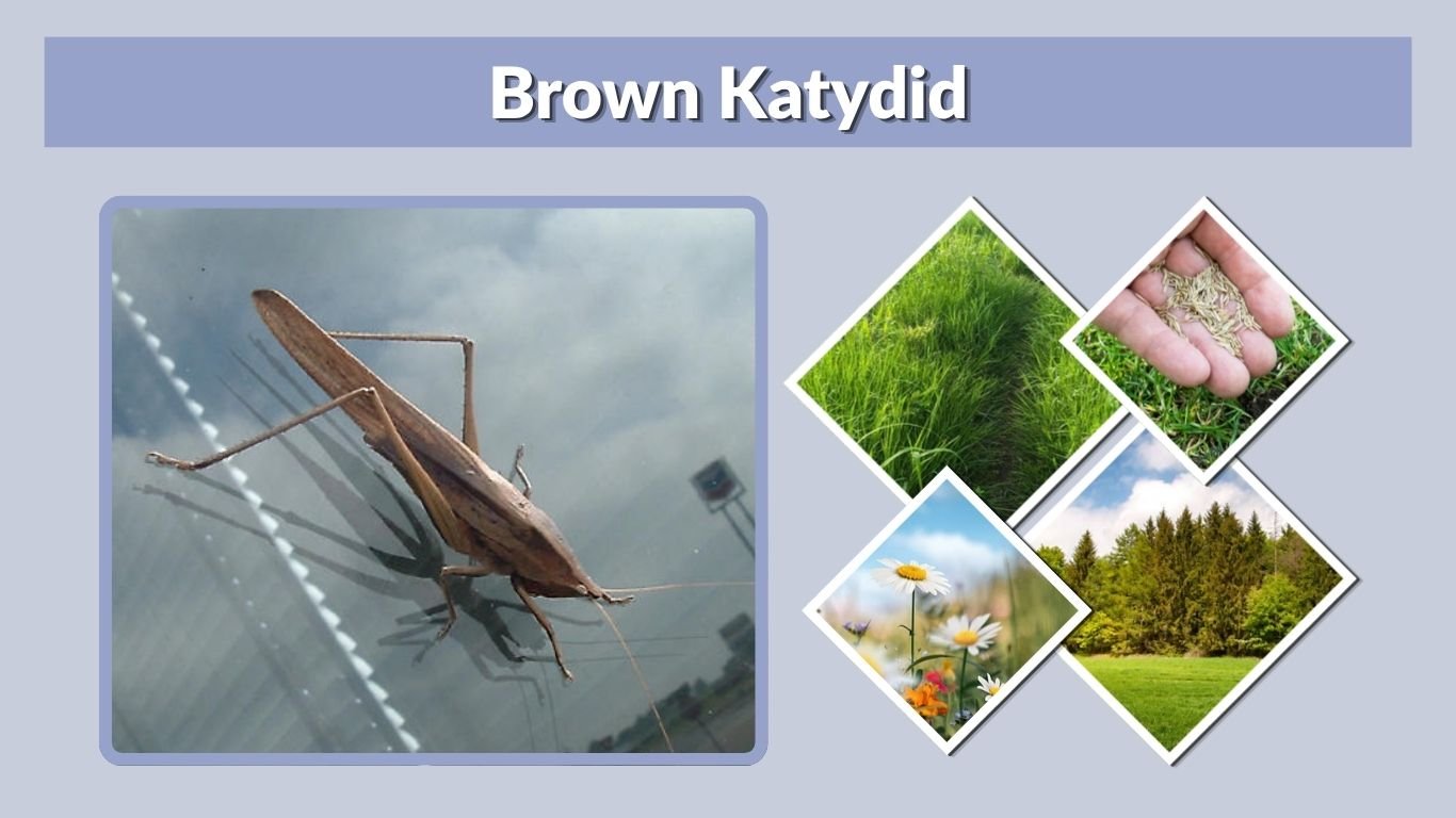 Brown Katydid: Identification, Size, Sound and Facts