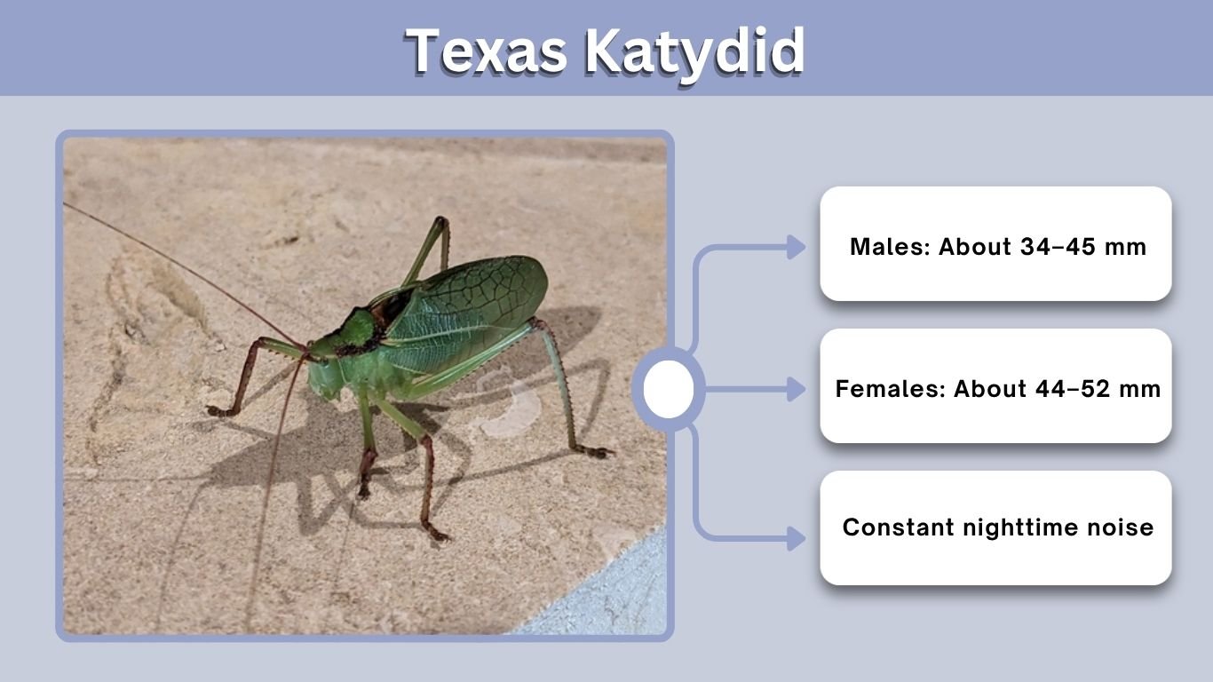 Texas Katydid: Species, Sounds, Size and Giant Types