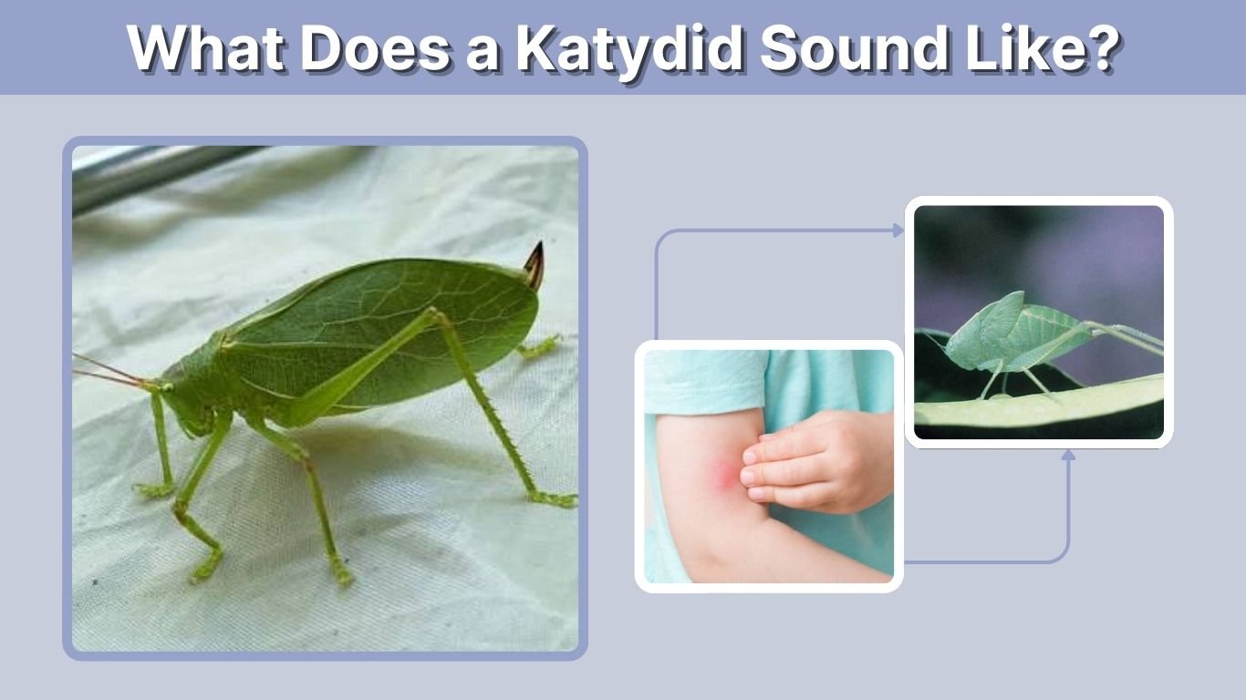 What Does a Katydid Sound Like? Sounds, Id and Facts