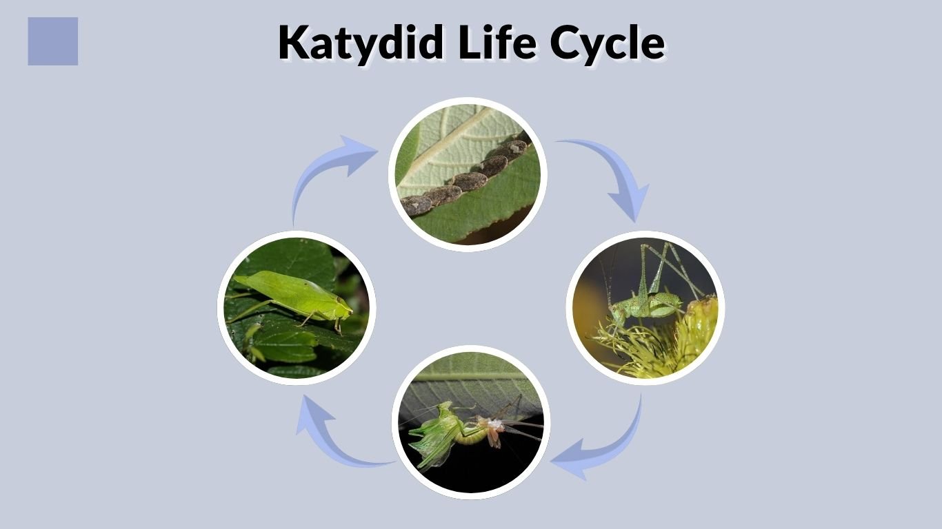Katydid Life Cycle: Egg, Nymph, Adult Stages & Lifespan