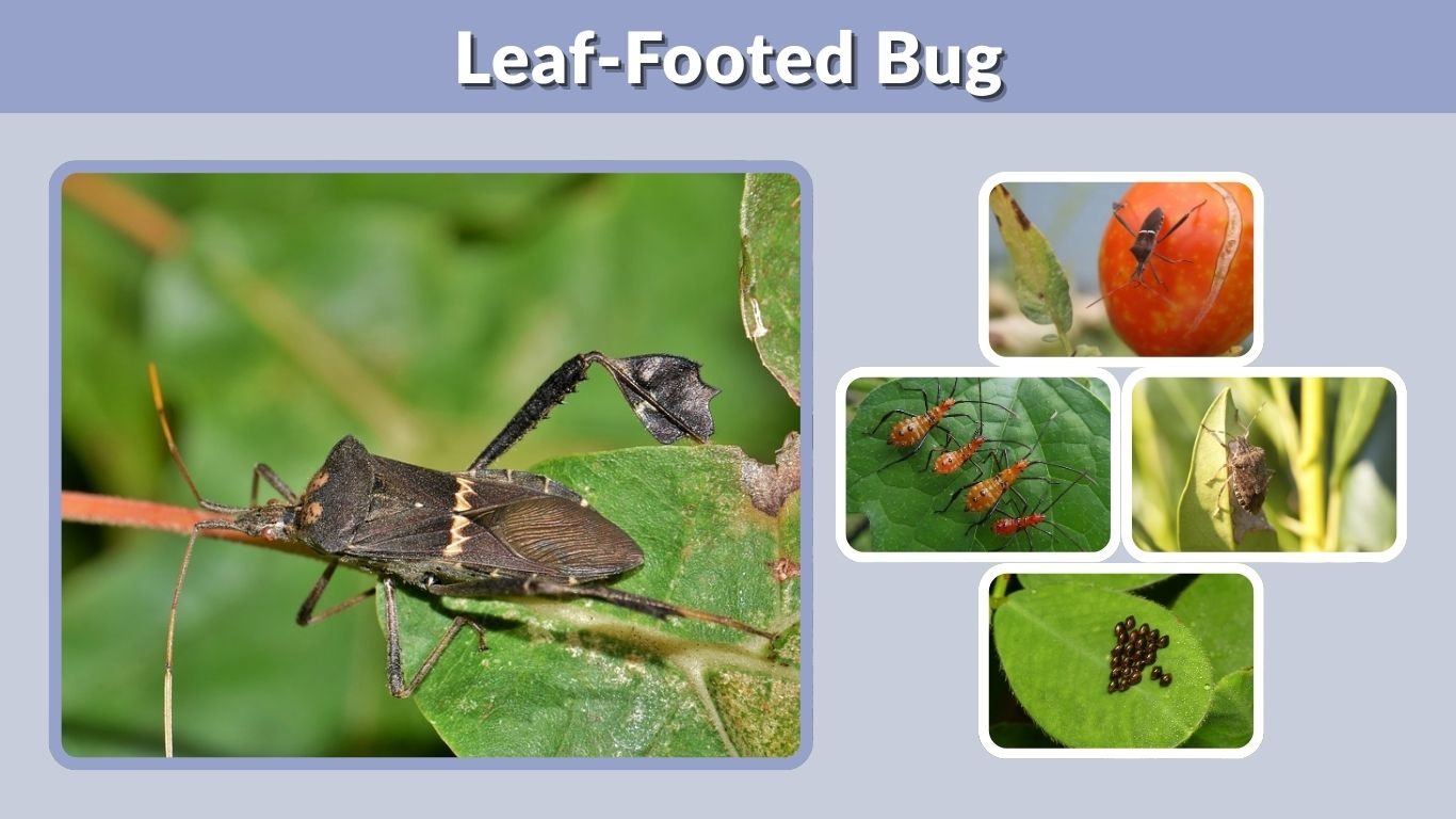 Leaf-Footed Bug: Identification, Nymphs, Eggs & Control