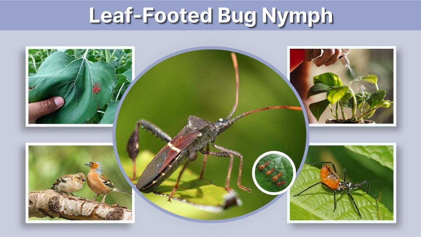 Leaf-Footed Bug Nymph: Identification, Stages & Control