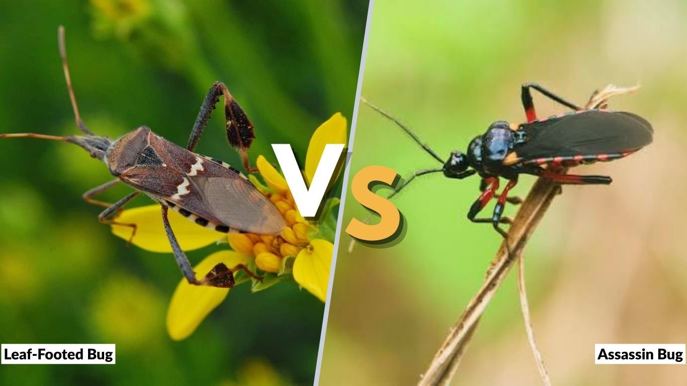 Leaf-Footed Bug vs Assassin Bug: Key Differences