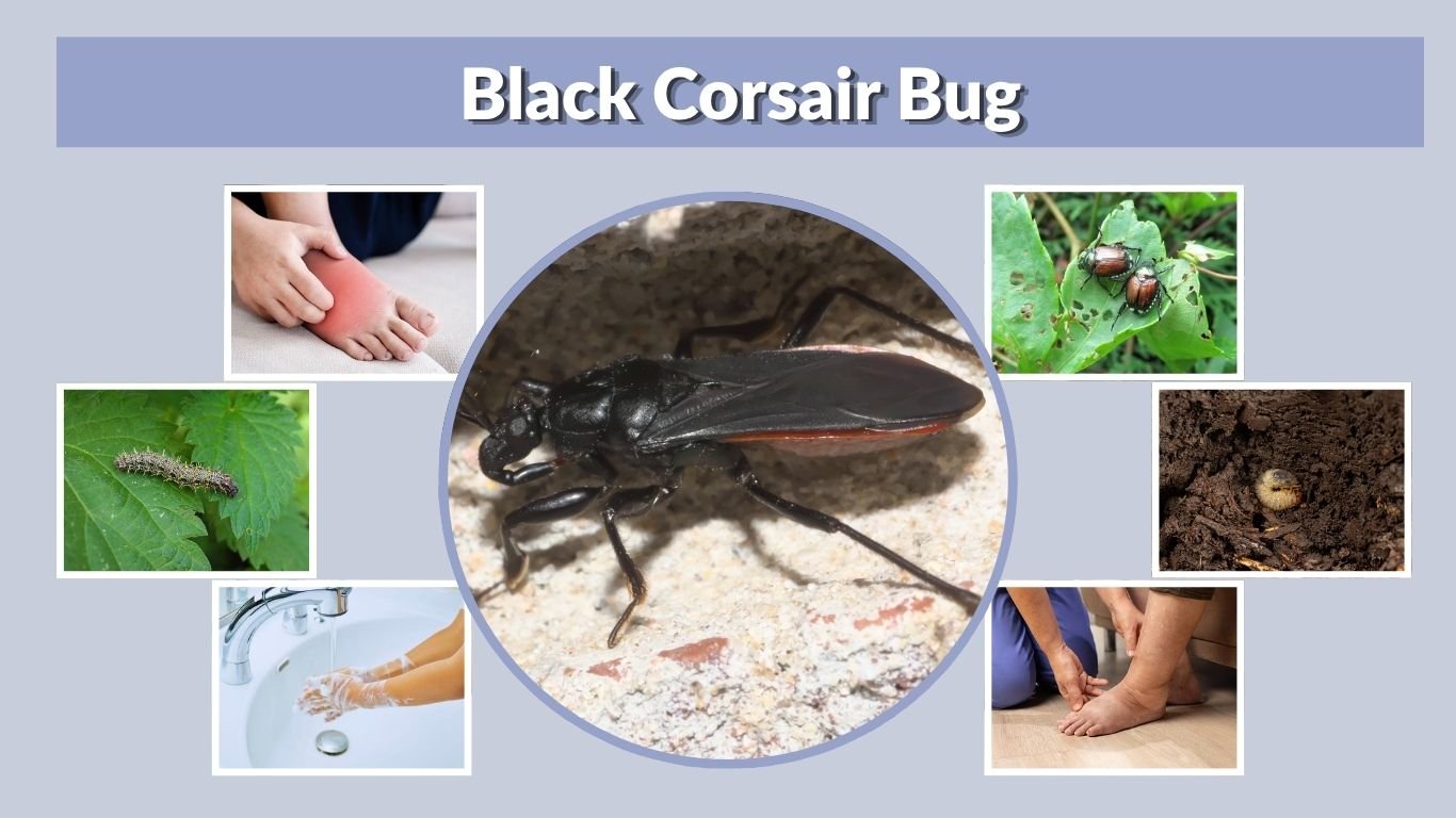 Black Corsair Bug: Identification, Bite and Home Control