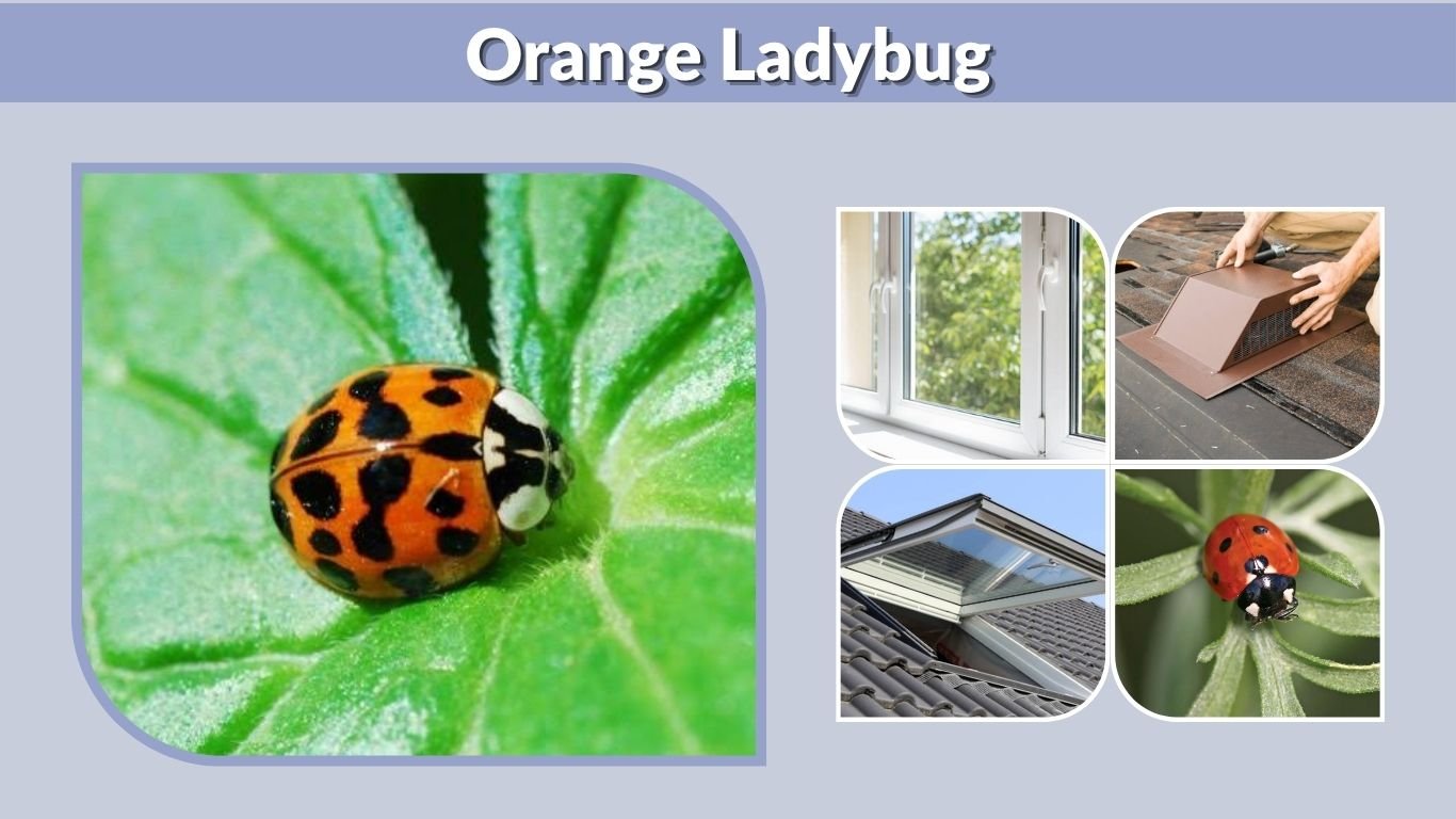 Orange Ladybug: Meaning, Bite, Identification & Safety