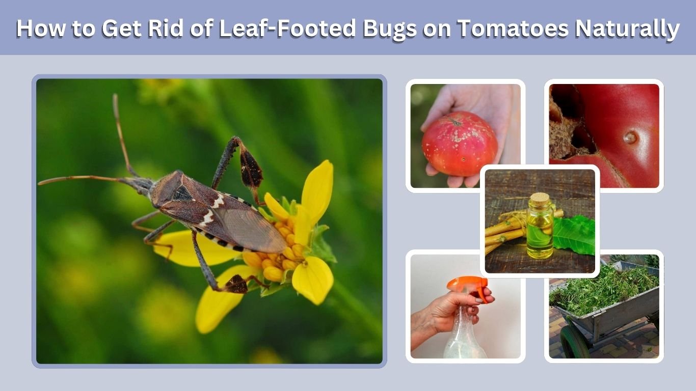 How to Get Rid of Leaf-Footed Bugs on Tomatoes Naturally