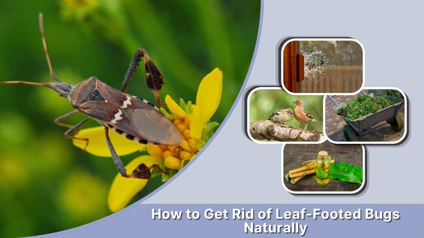 How to Get Rid of Leaf-Footed Bugs Naturally & Fast