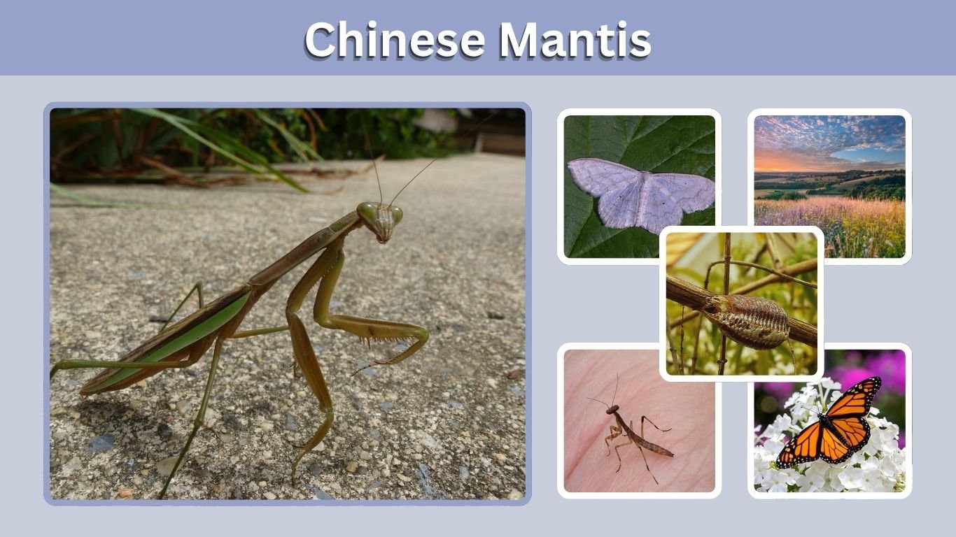 Chinese Mantis: Identification, Care, Lifespan & Facts