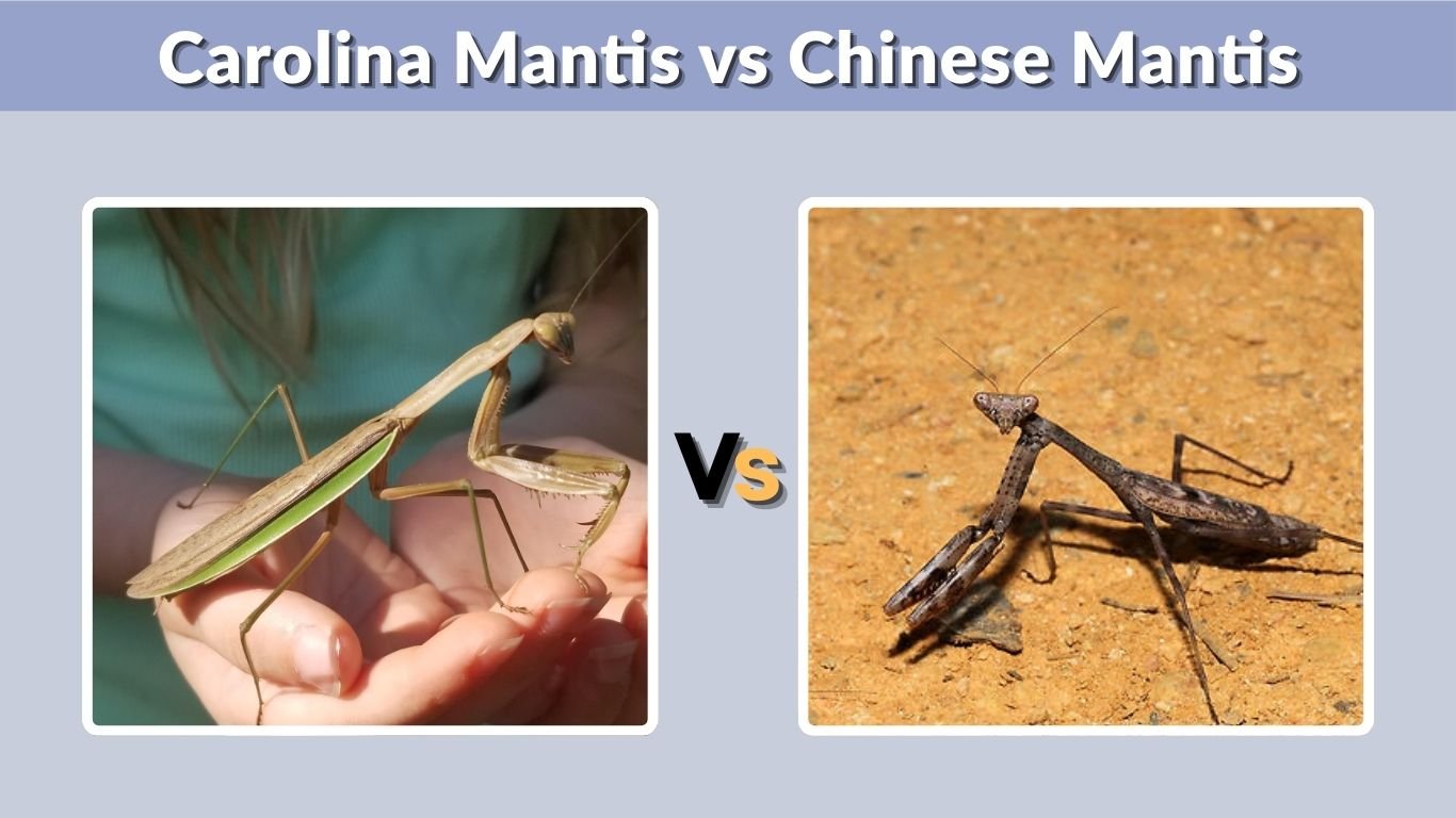 Carolina Mantis vs Chinese Mantis: Key Differences