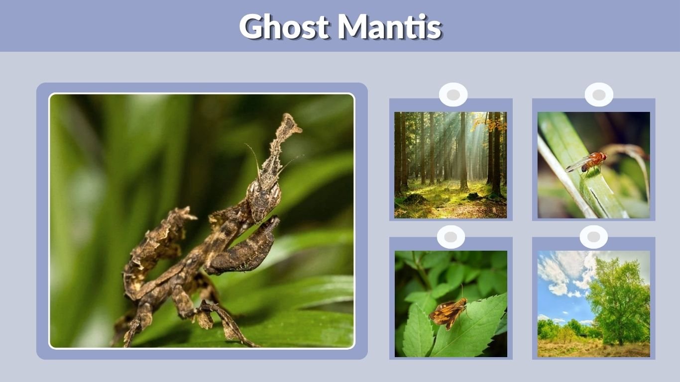 Ghost Mantis: Care, Size, Lifespan, Diet & Facts