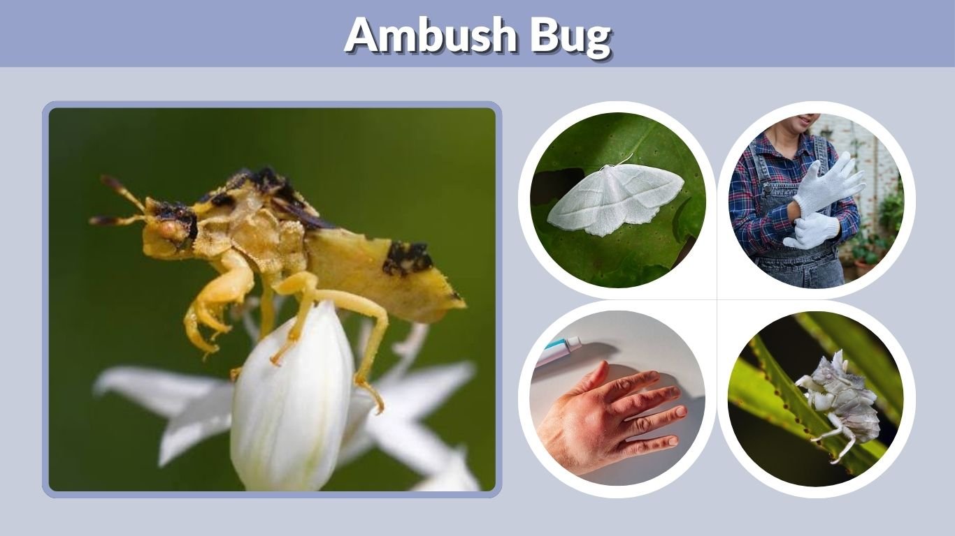 Ambush Bug: Identification, Bite, Diet and Life Cycle