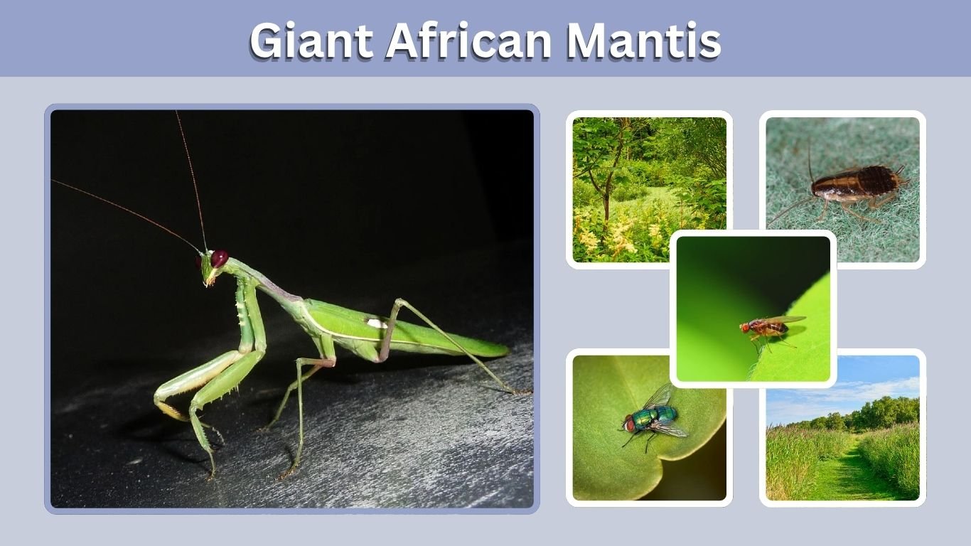 Giant African Mantis: Care, Size, Lifespan & Facts