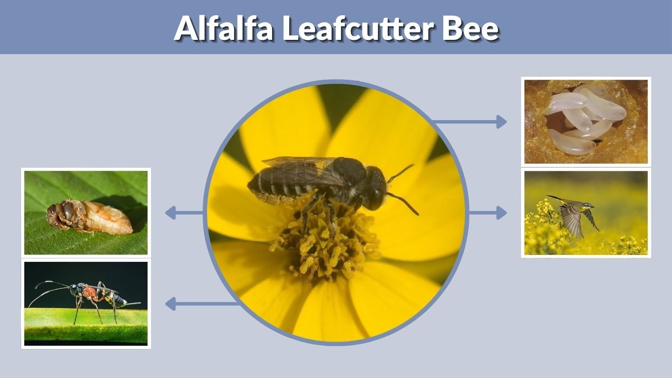 Alfalfa Leafcutter Bee: Life Cycle, Nest and Pollination