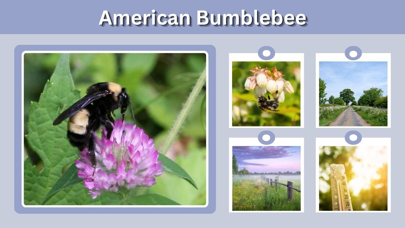 American Bumblebee: Habitat, Diet, Sting and Facts