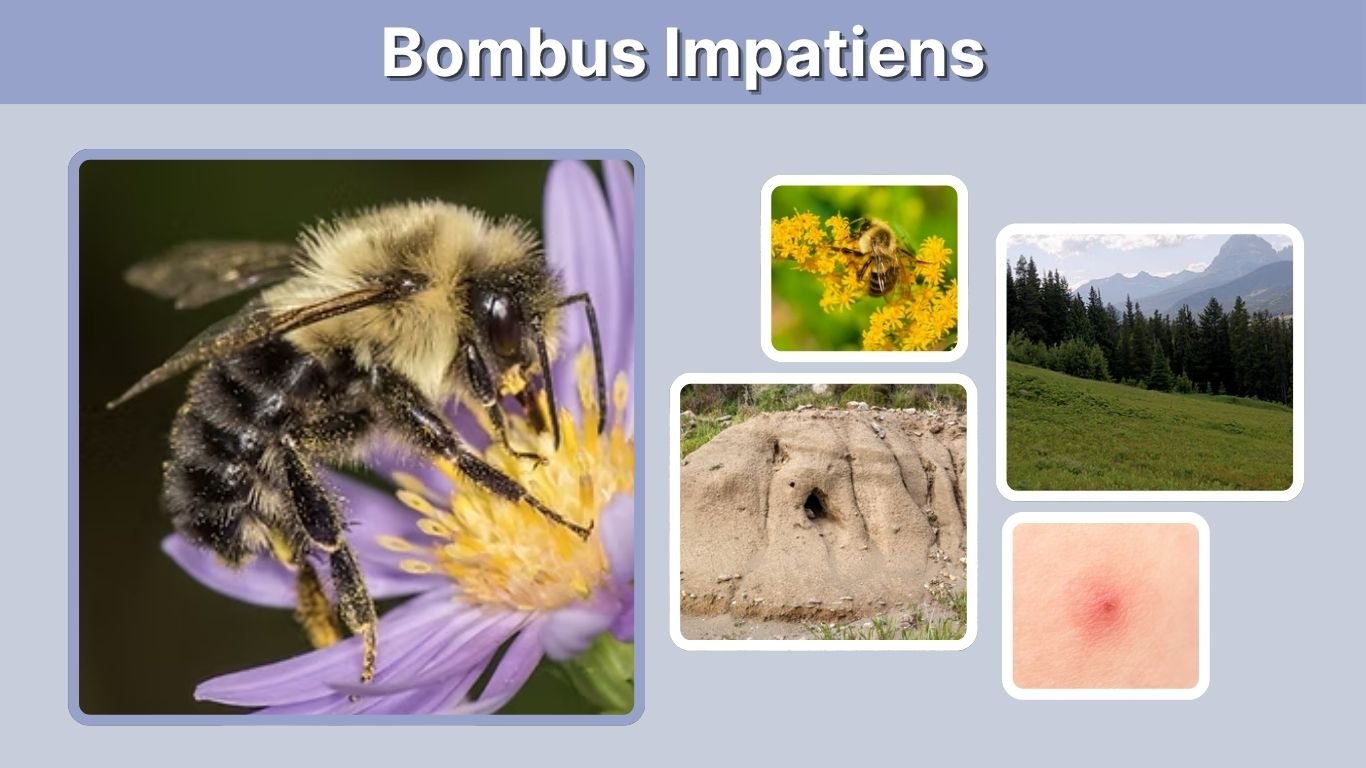 Bombus Impatiens: Identification, Queen, Nest & Life Cycle