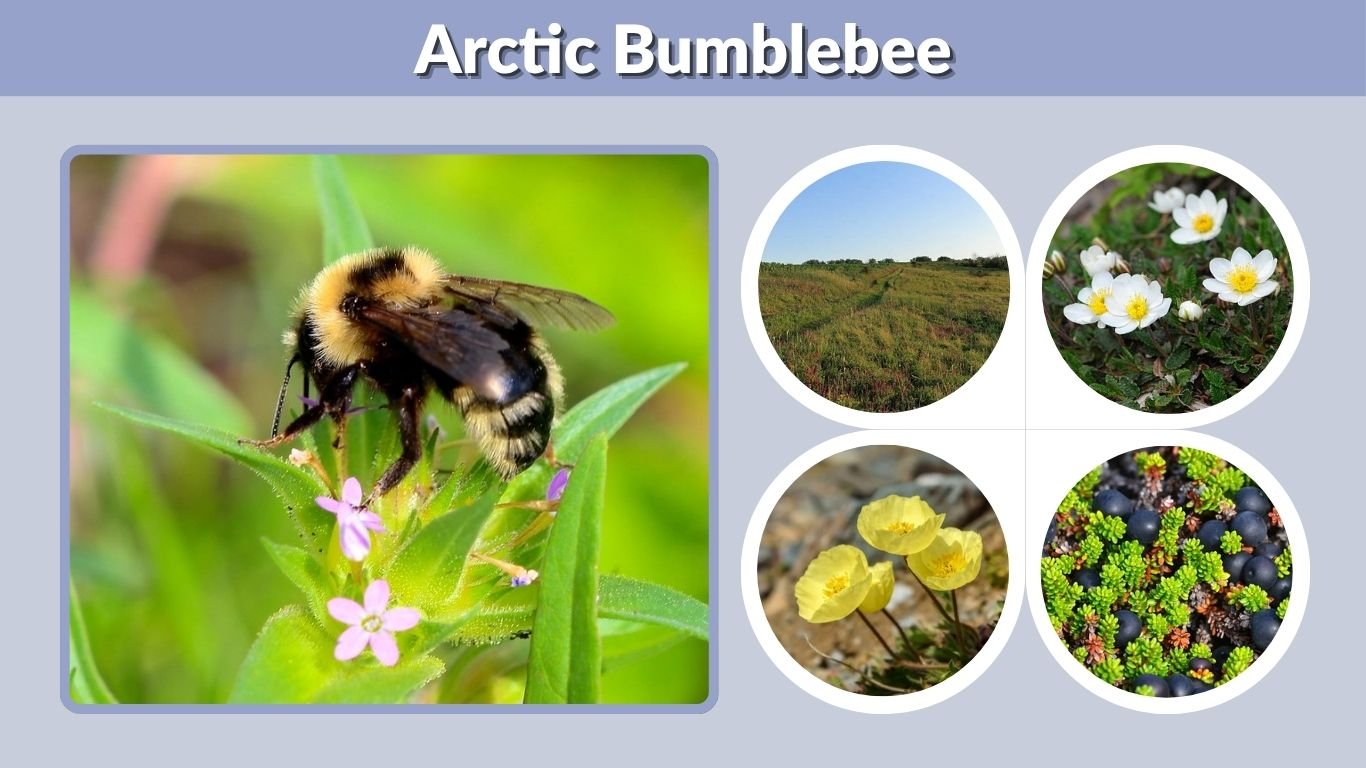 Arctic Bumblebee: Habitat, Adaptations, and Life Cycle