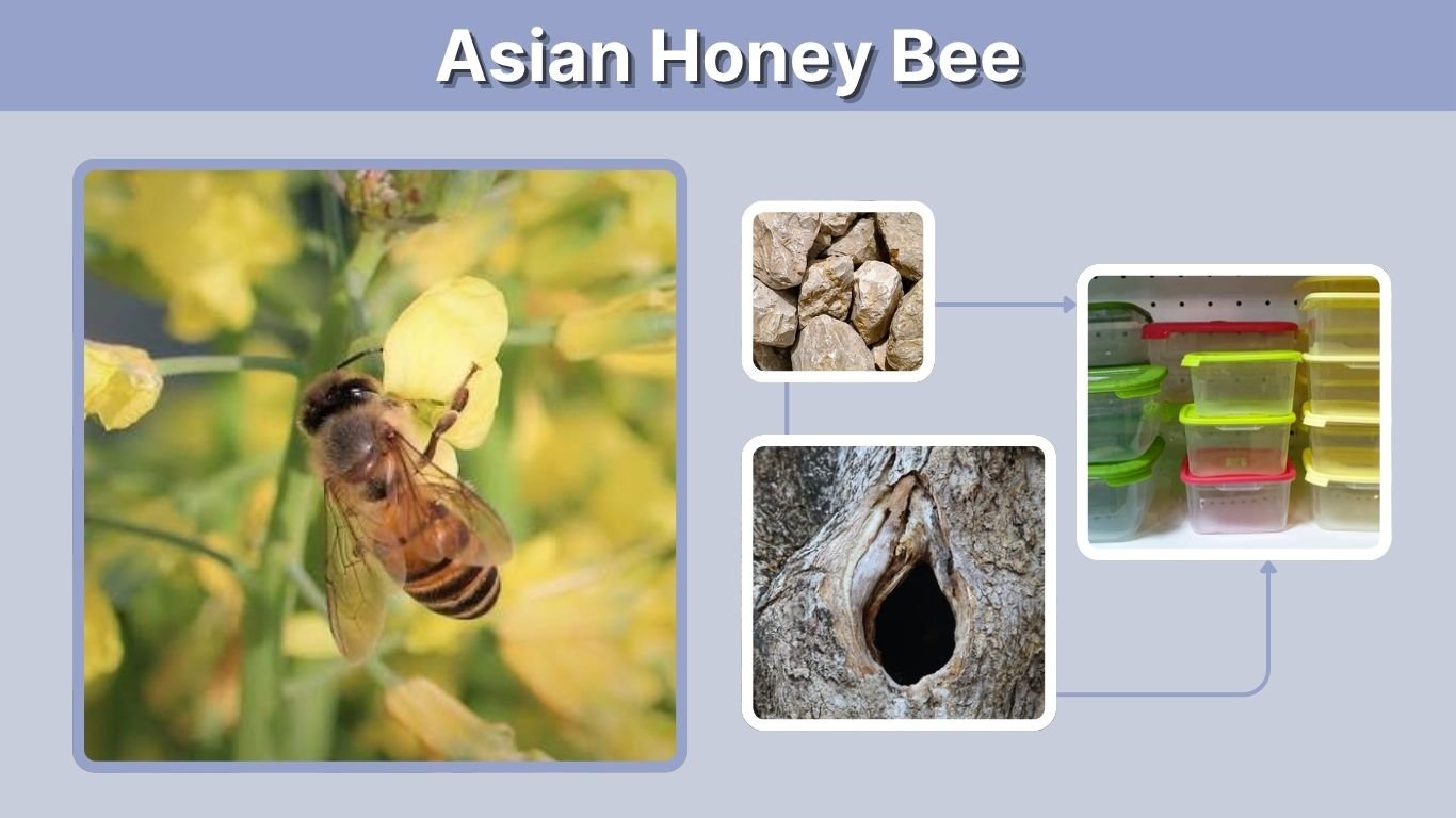 Asian Honey Bee: Identification, Nest, Sting and Facts