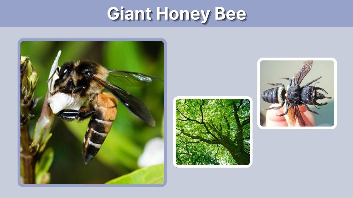 Giant Honey Bee: Size, Nest, Honey and Sting Facts