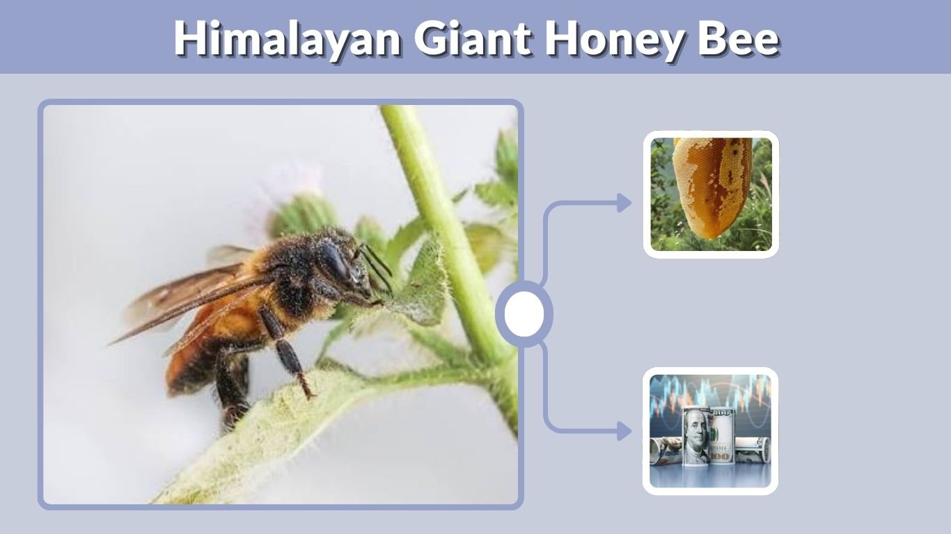 Himalayan Giant Honey Bee: Size, Nest and Mad Honey