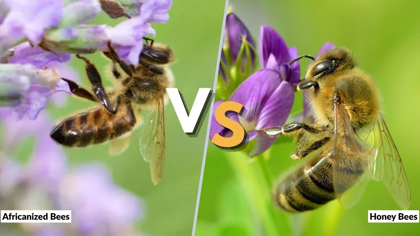 Africanized Bees vs Honey Bees: Key Differences