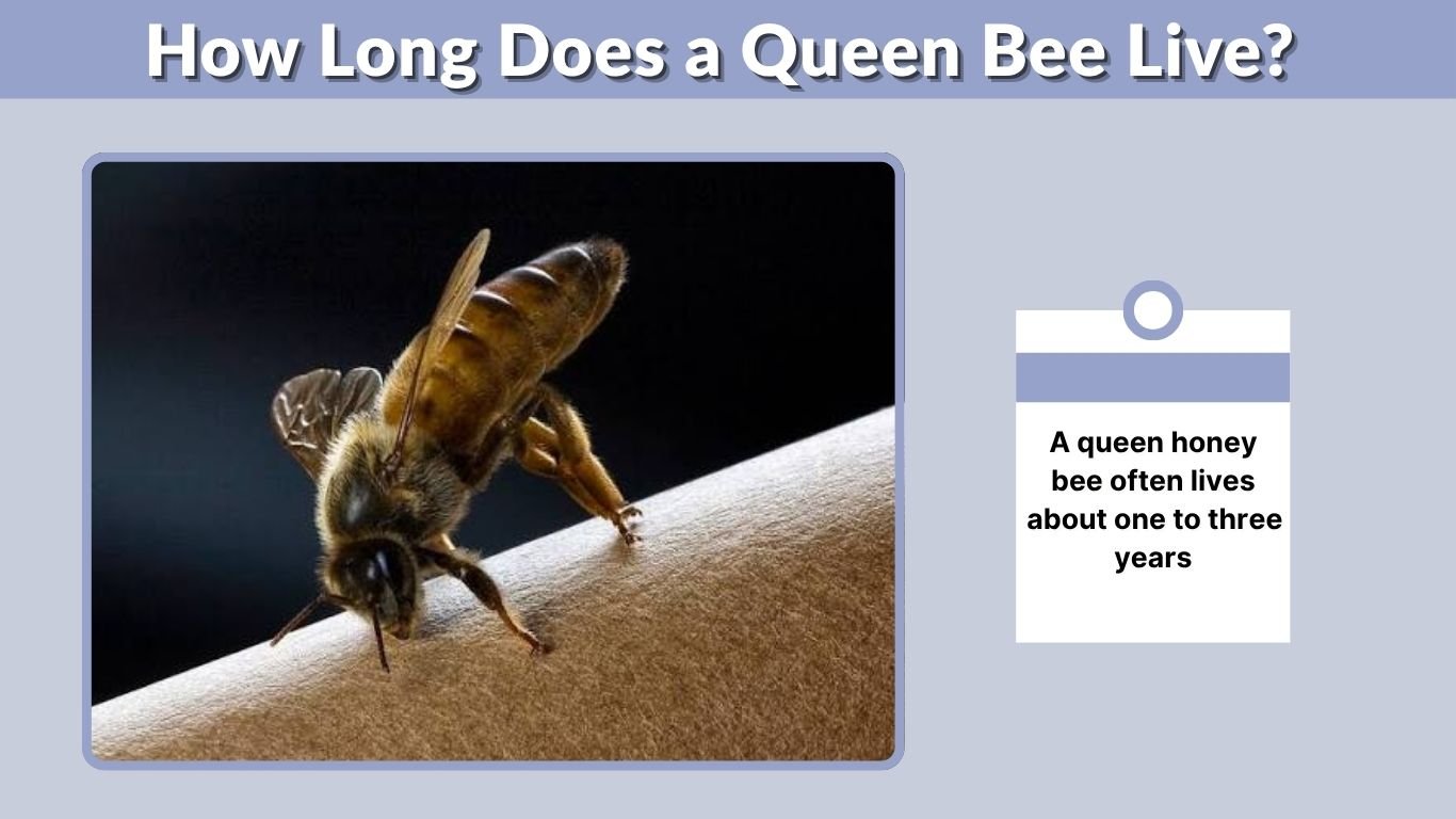 How Long Does a Queen Bee Live? What Affects Her Lifespan?
