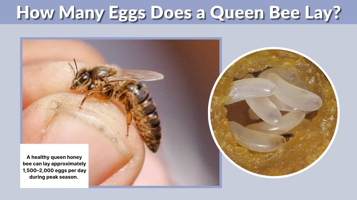 How Many Eggs Does a Queen Bee Lay? A Guide to Daily Egg Production