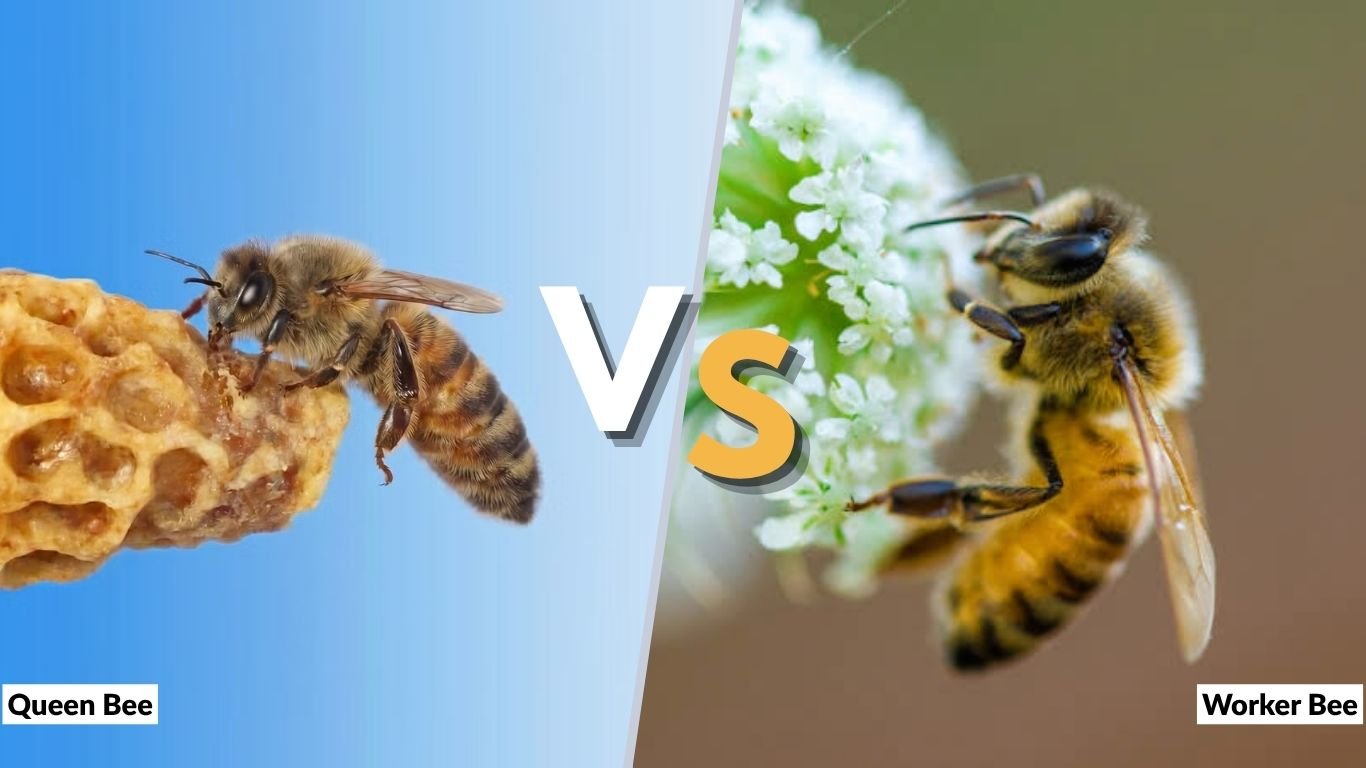 Queen Bee vs Worker Bee: Size, Roles, Lifespan & Key Differences