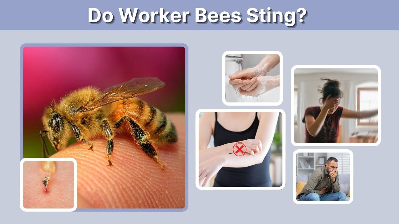 Do Worker Bees Sting? How Stings Work & First Aid