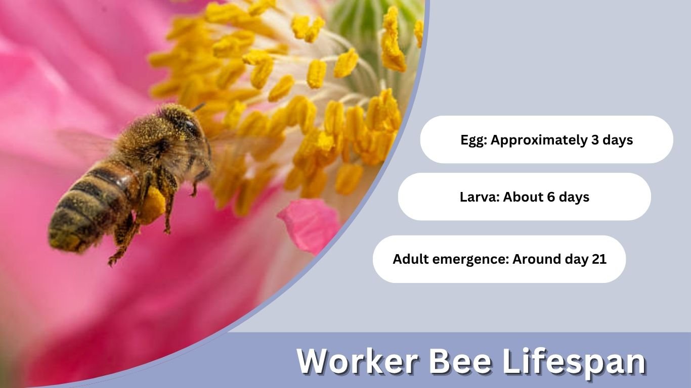 Worker Bee Lifespan: How Long Do Honey Bees Live?