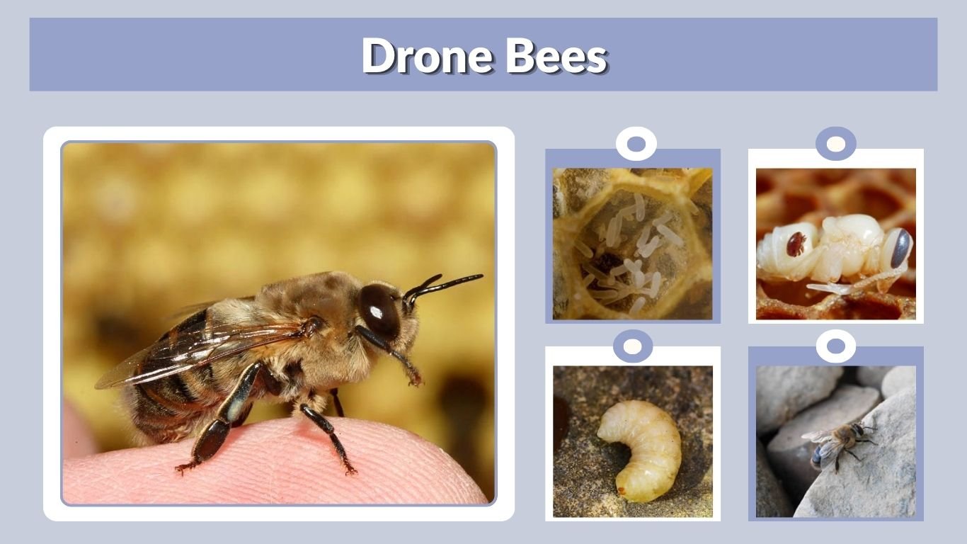 Drone Bees: Role, Lifespan, Mating & Worker Differences