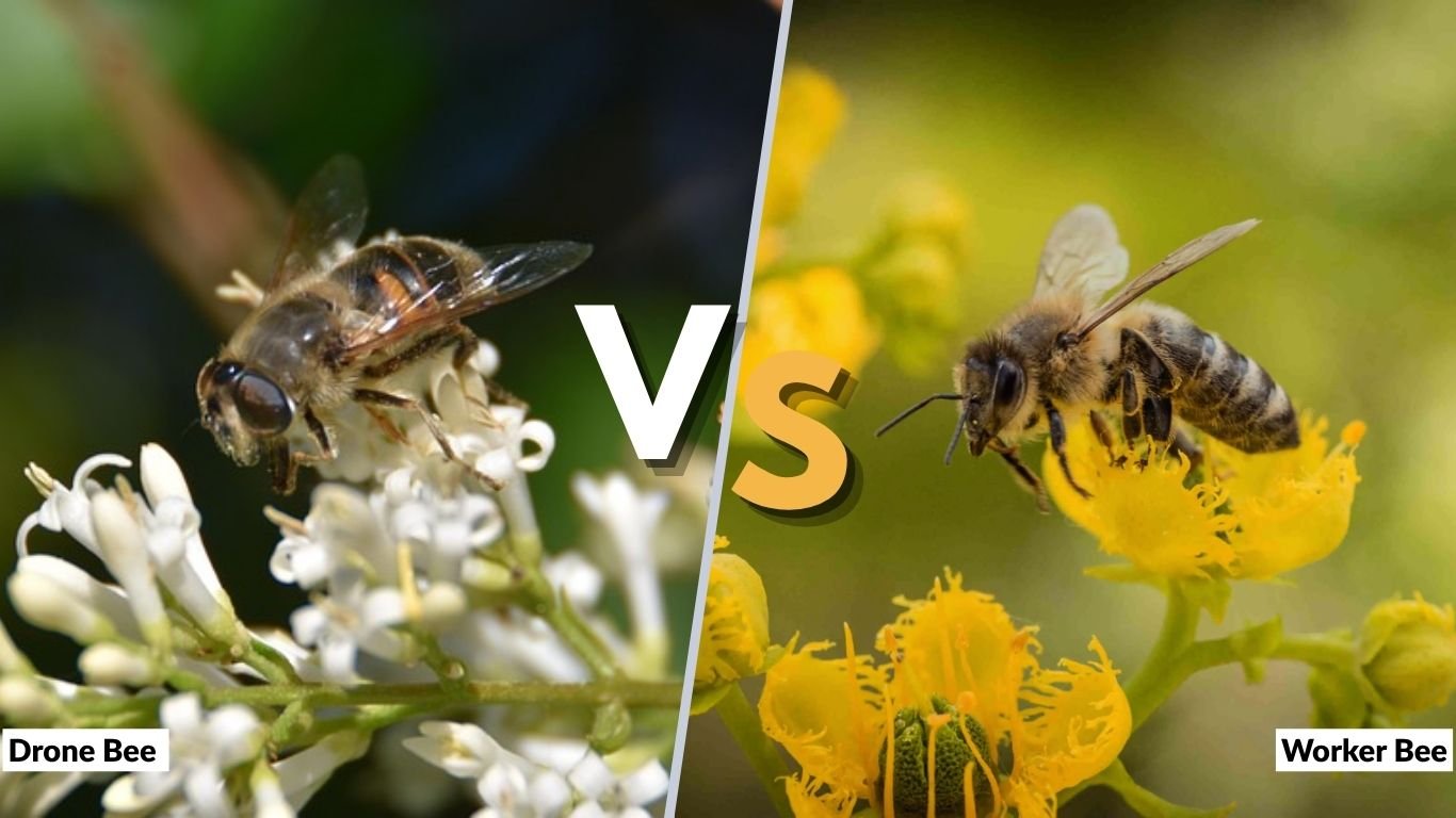 Drone Bee vs Worker Bee: Size, Roles, Lifespan & Differences