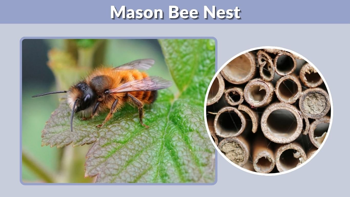 Mason Bee Nest: Tubes, Boxes, Hole Size & Nesting Guide