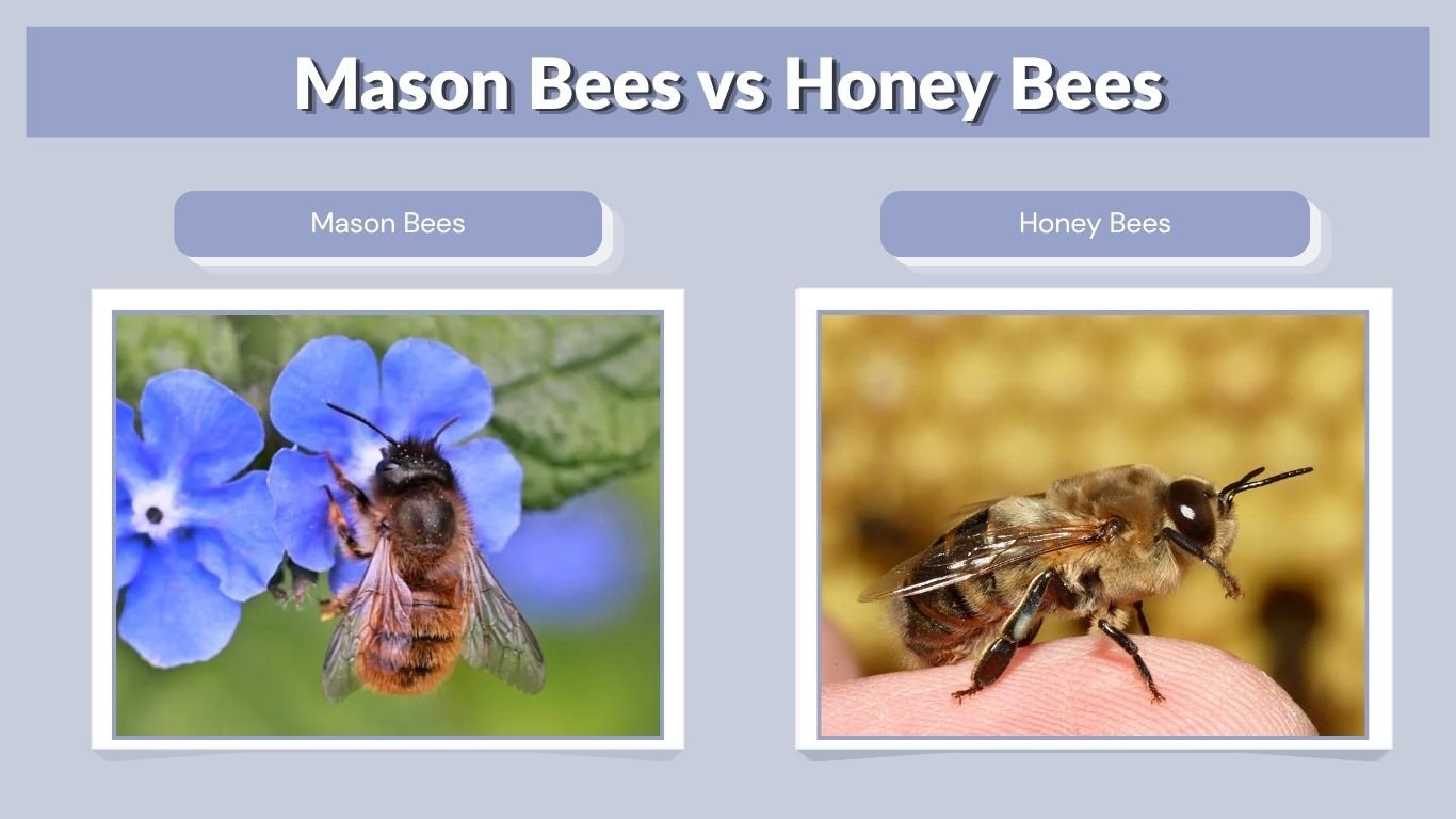 Mason Bees vs Honey Bees: Differences, Honey & Pollination