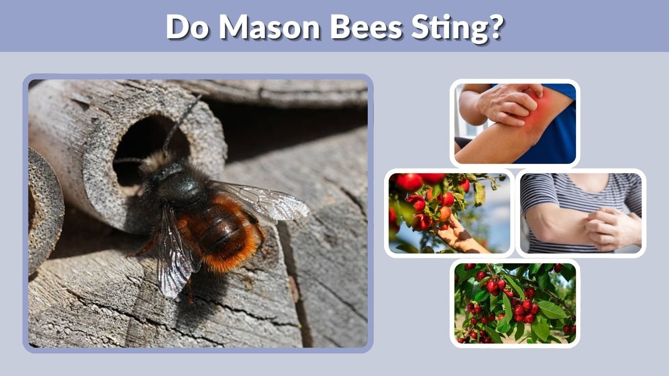 Do Mason Bees Sting? Are They Dangerous to Humans?
