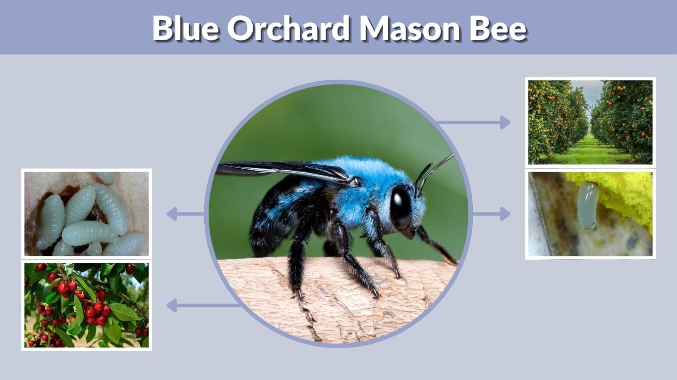 Blue Orchard Mason Bee: Identification, Nest & Life Cycle