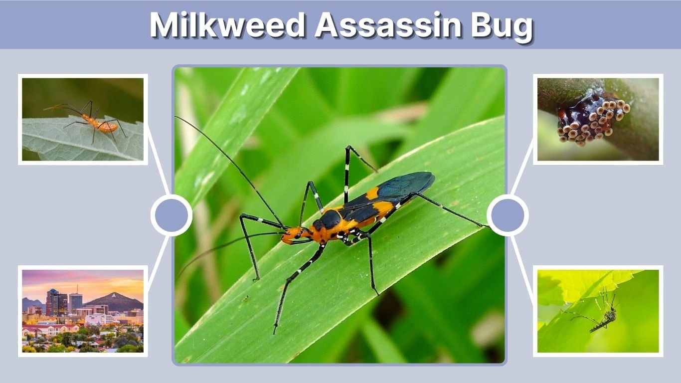 Milkweed Assassin Bug: Identification, Bite, Nymphs & Facts