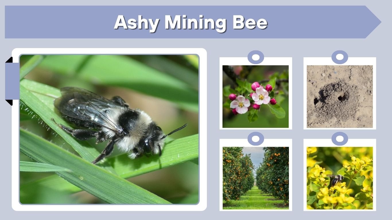 Ashy Mining Bee: Identification, Nest, Sting & Facts