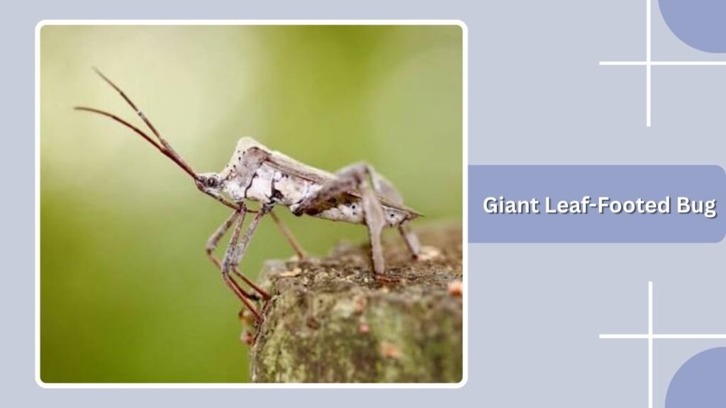 Giant Leaf-Footed Bug