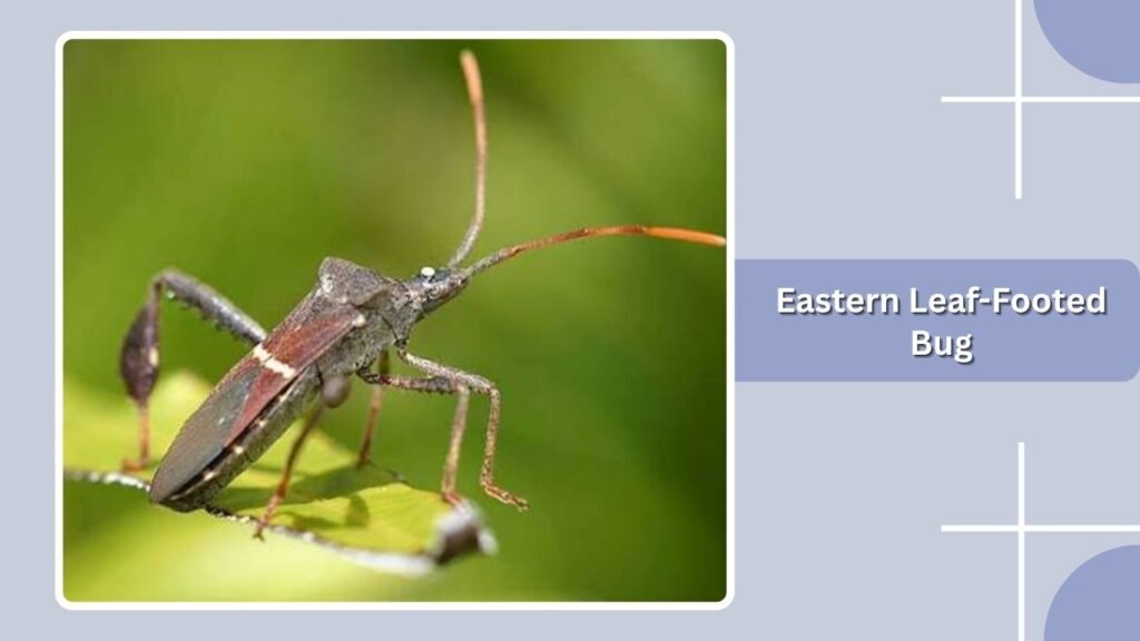 Eastern Leaf-Footed Bug