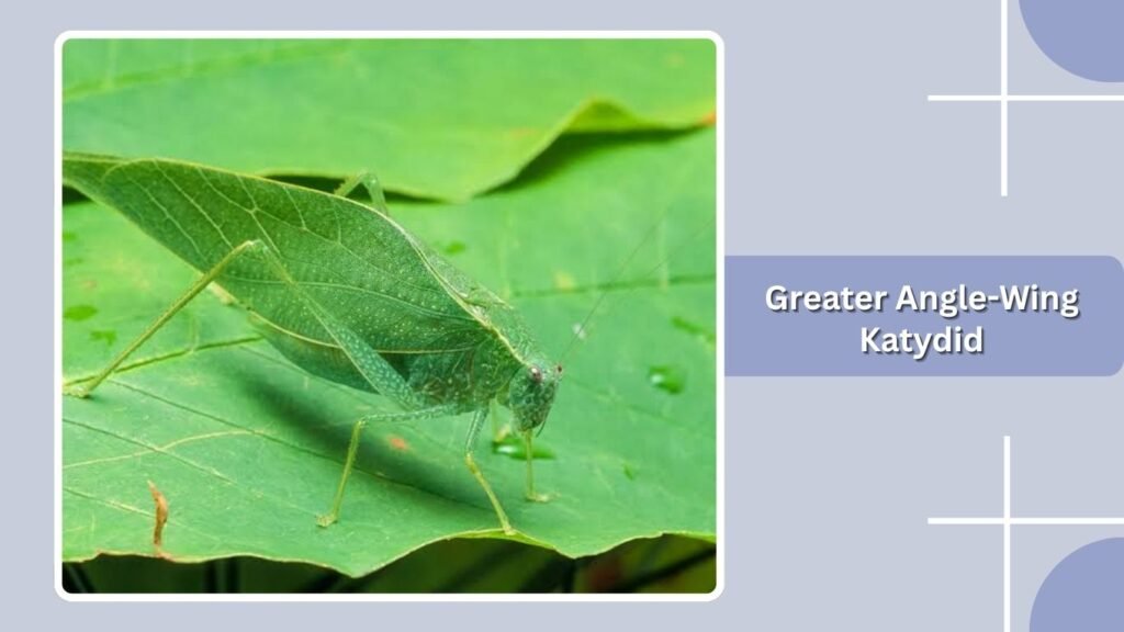 Greater Angle-Wing Katydid