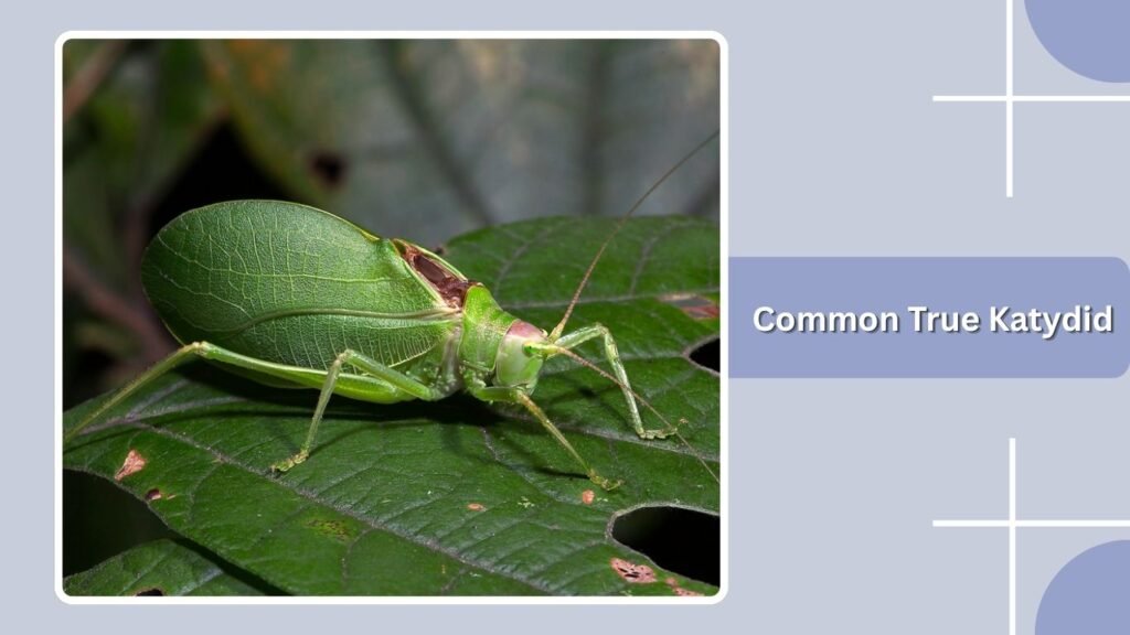 Common True Katydid