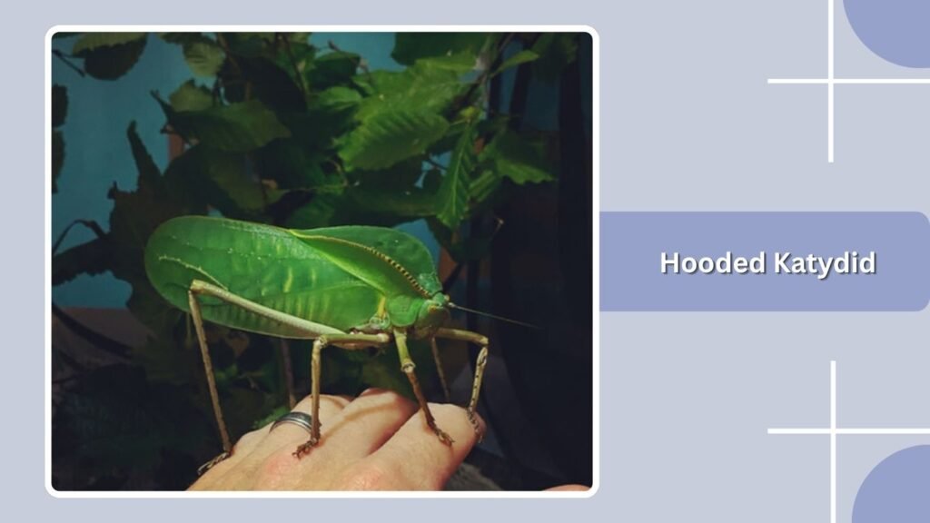 Hooded Katydid