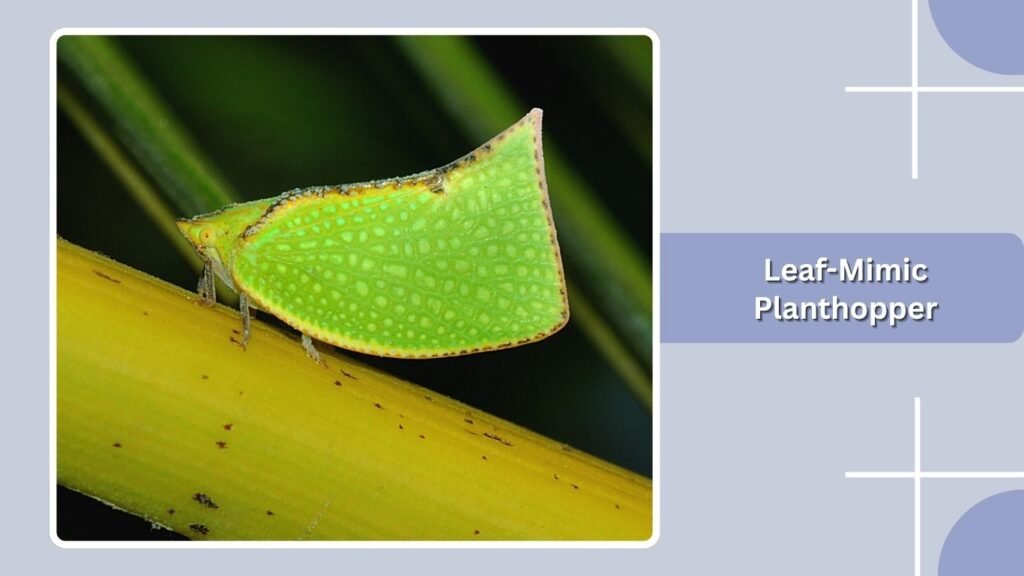Leaf-Mimic Planthopper