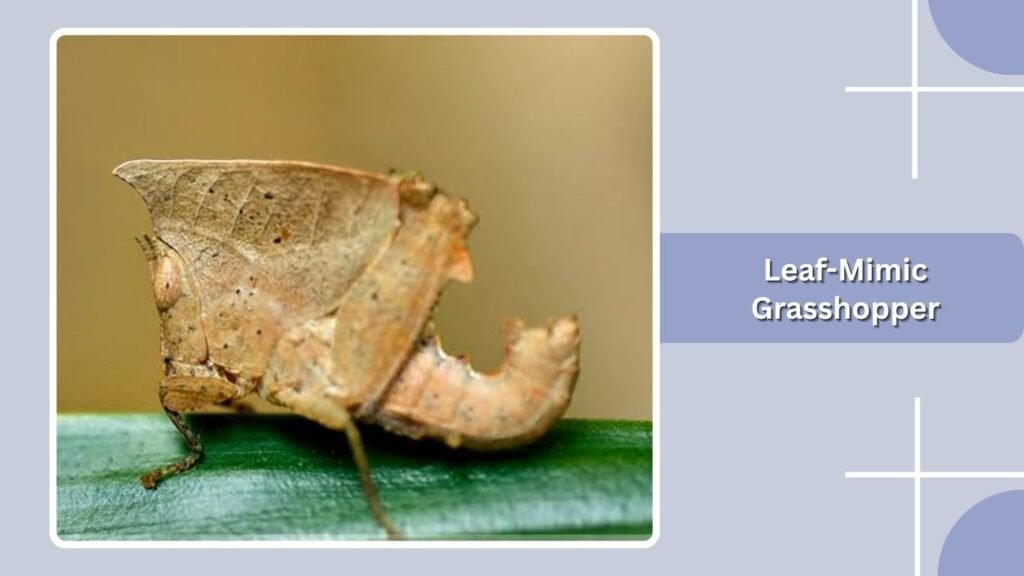 Leaf-Mimic Grasshopper