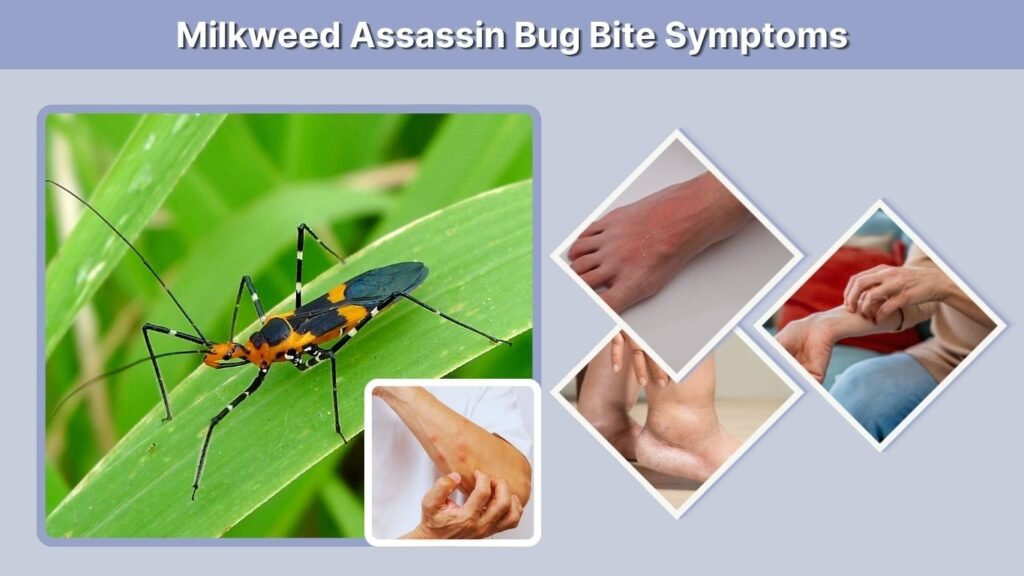 Milkweed Assassin Bug Bite Symptoms
